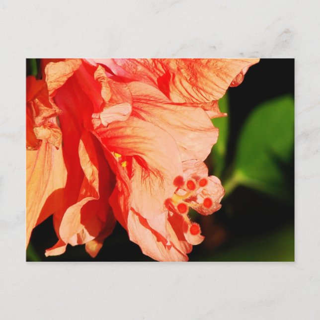 Postal Hibiscus rufled (Anverso)