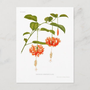Postal Hibiscus schizopetalus