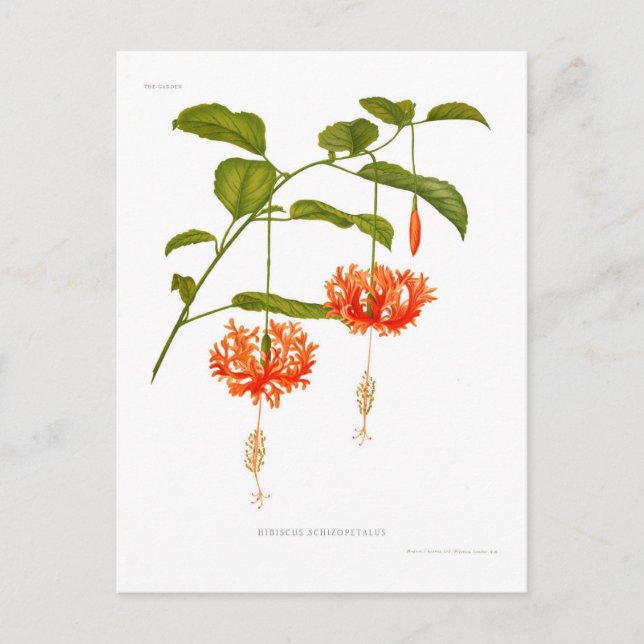 Postal Hibiscus schizopetalus (Anverso)