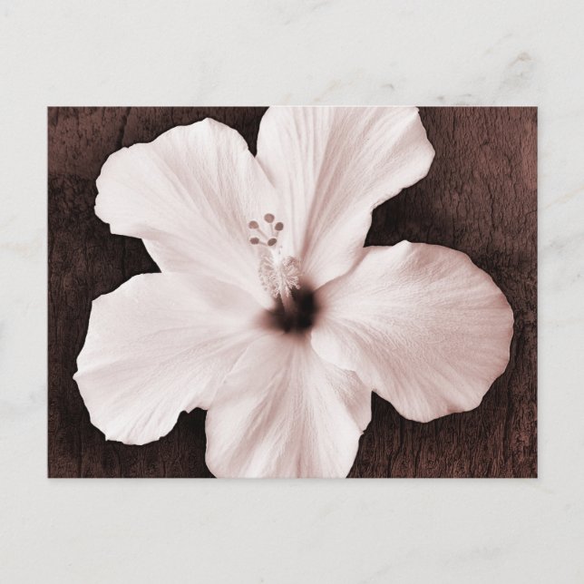 Postal Hibiscus Sepia Tropical en Hawái Blanco (Anverso)