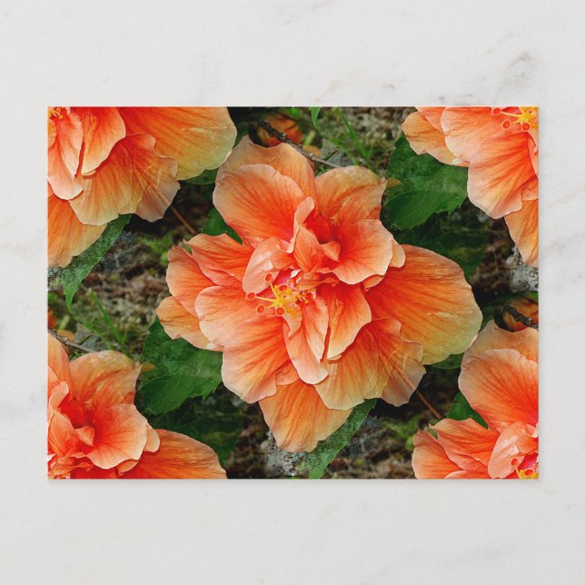 Postal Hibiscus Tropical Apricot (Anverso)