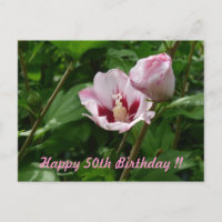 Hibiskus Hibiscus 50. Geburtstag Jubiläum