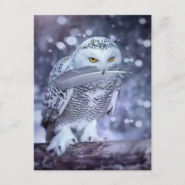 Postal Hibou des neiges (Anverso)