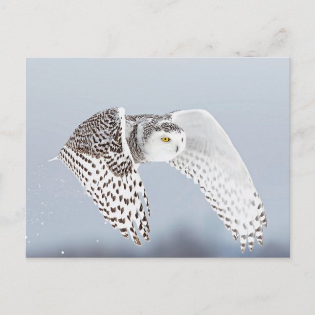 Postal Hibou Harfang des neiges (Anverso)