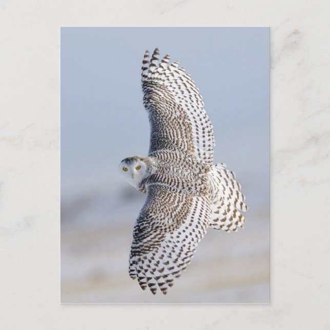 Postal Hibou Harfang des neiges 3 (Anverso)