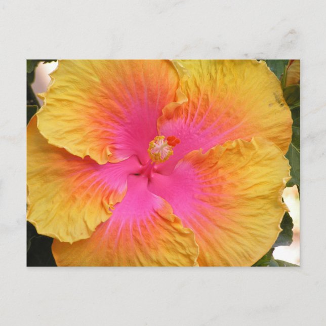 Postal Híbrido Hibiscus Postcard (Anverso)