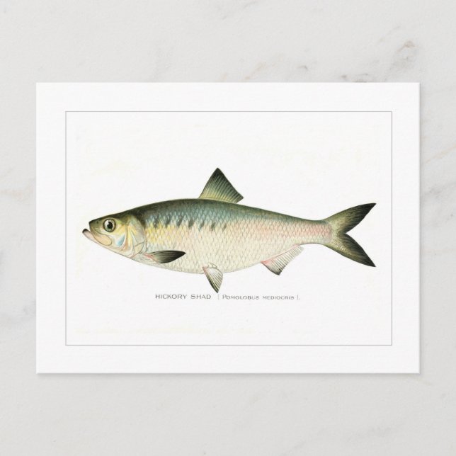 Postal Hickory Shad (Anverso)