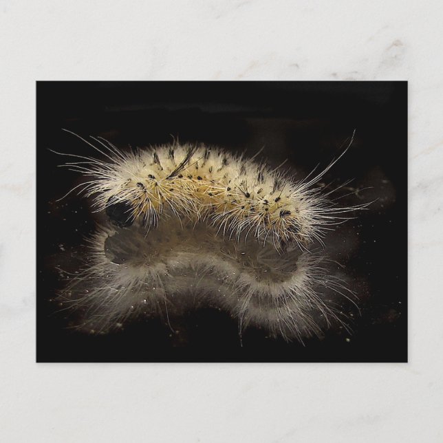 Postal Hickory Tussock Caterpillar (Anverso)