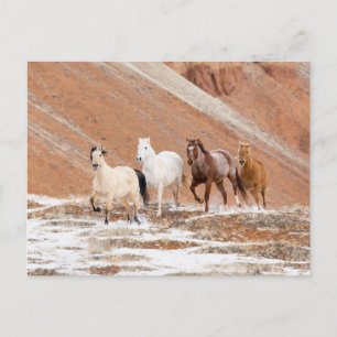 Postal Hideout Ranch with Small Herd of Horses in Snow