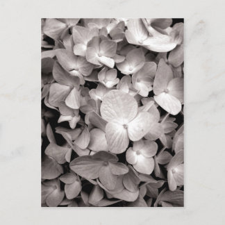 Postal hidrangea