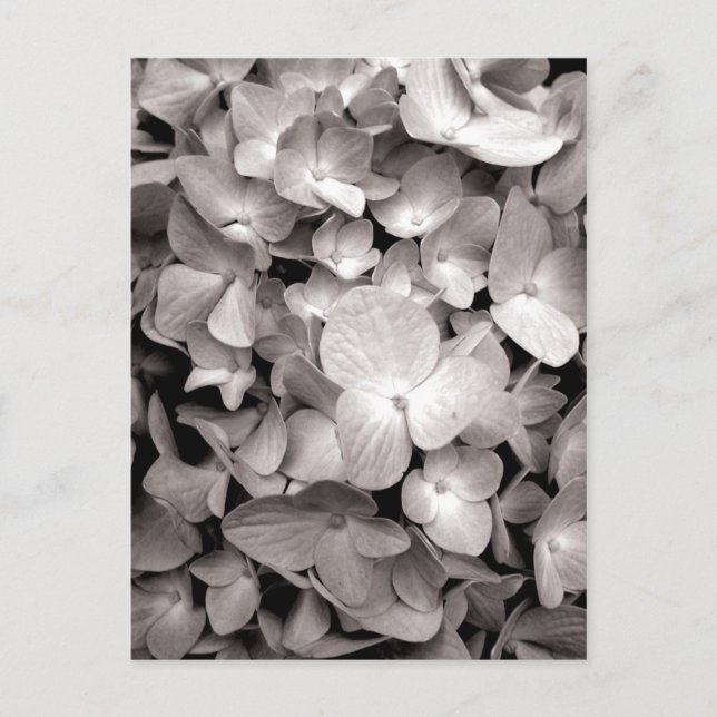 Postal hidrangea (Anverso)