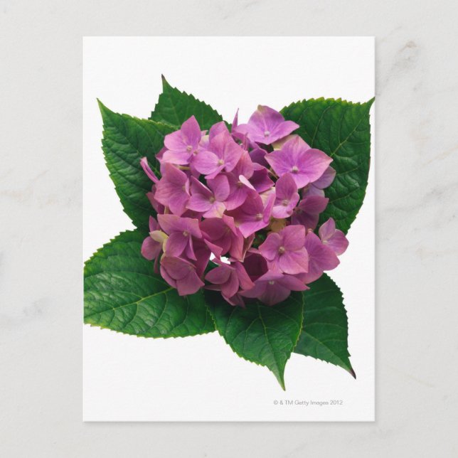 Postal Hidrangea 5 (Anverso)