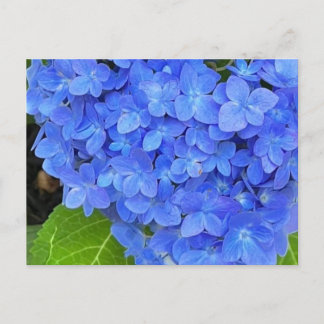 Postal Hidrangea azul