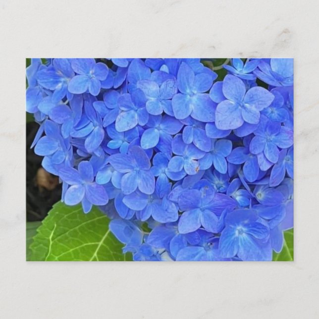 Postal Hidrangea azul (Anverso)