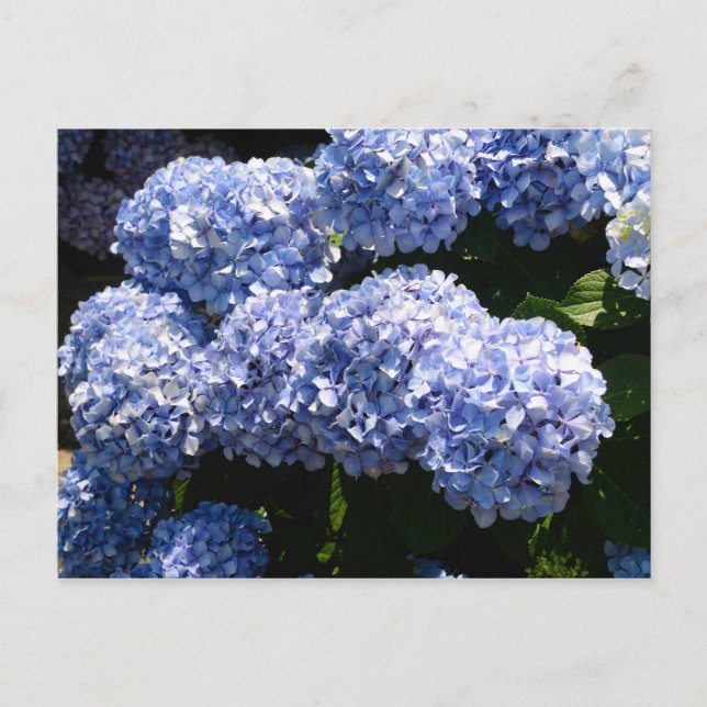 Postal Hidrangea azul (Anverso)