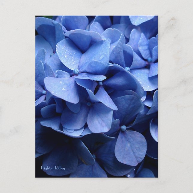 Postal Hidrangea azul (Anverso)