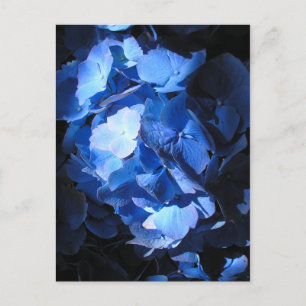 Postal Hidrangea azul - Postcard