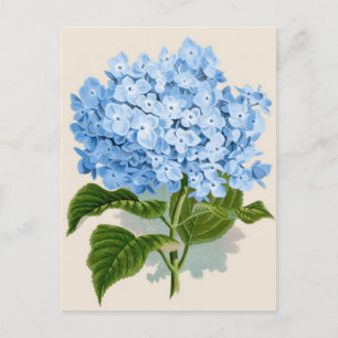 Postal Hidrangea azul vintage