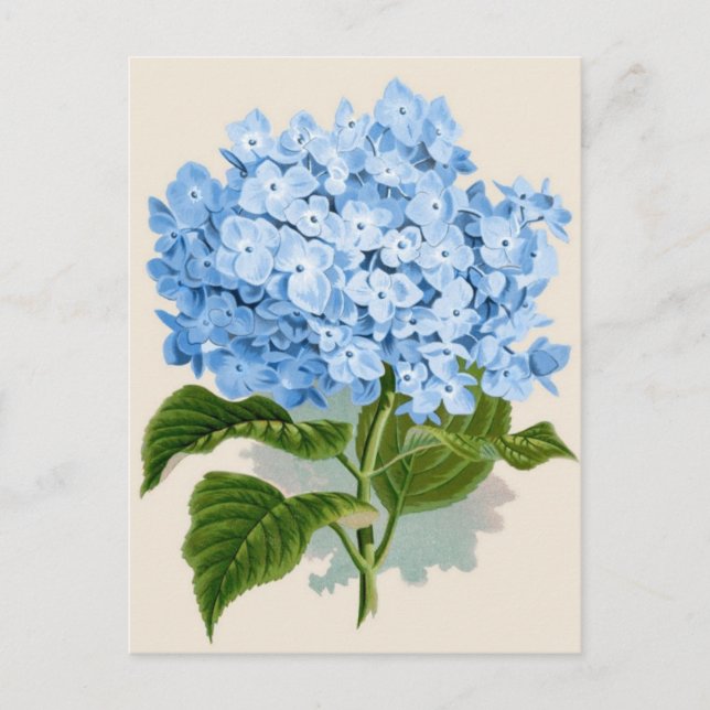 Postal Hidrangea azul vintage (Anverso)