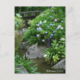 Postal Hidrangea Escenario:Postcard