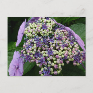 Postal hidrangea no 4