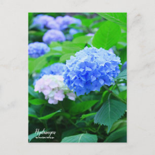 Postal Hidrangea :Postcard