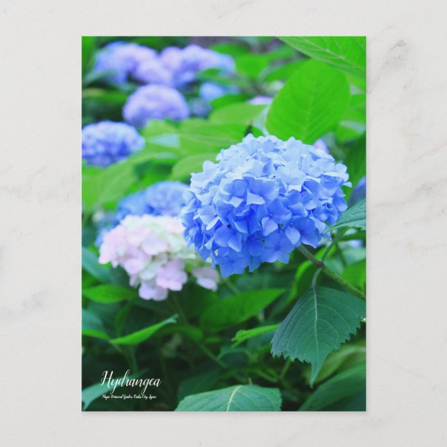 Postal Hidrangea :Postcard (Anverso)