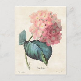 Postal Hidrangea rosa Ilustracion botánico vintage