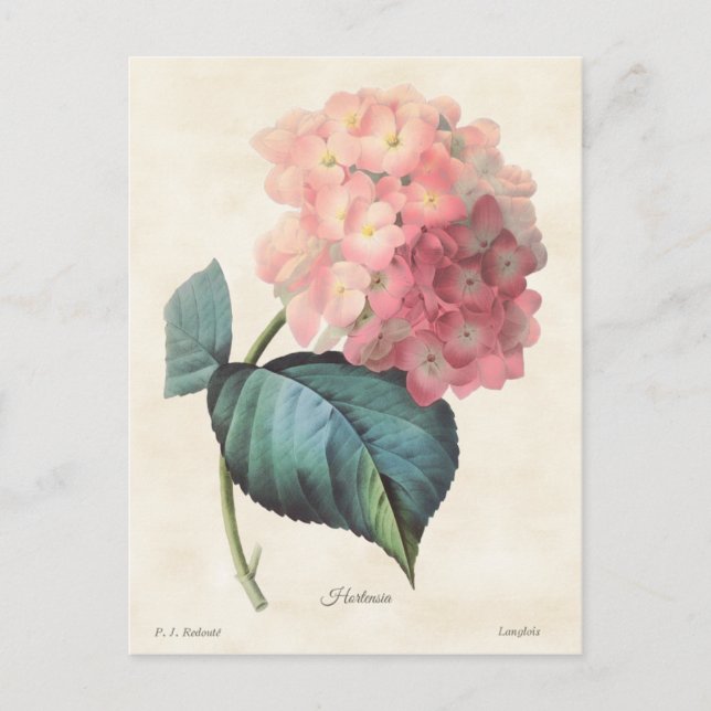 Postal Hidrangea rosa Ilustracion botánico vintage (Anverso)