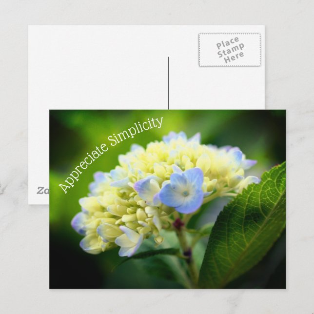 Postal Hidrangea Simplicidad de las flores Inspiradora (Anverso / Reverso)