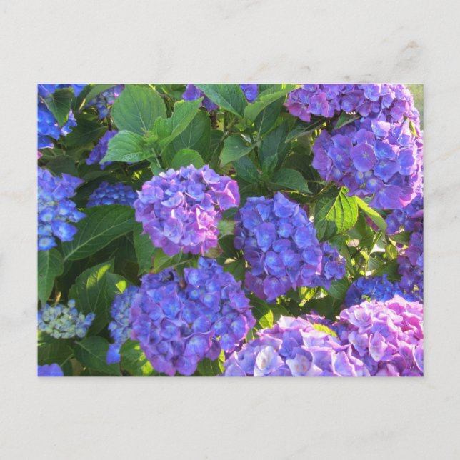 Postal Hidrangeas violentas azules y púrpura (Anverso)