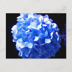 Postal Hidrenajes azules florales de cobalto elegantes az