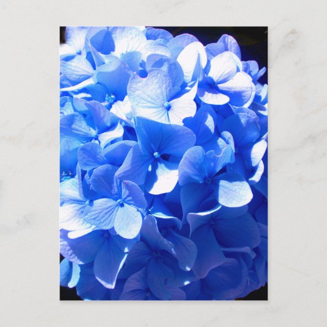 Postal Hidrenajes azules florales de cobalto elegantes az (Anverso)
