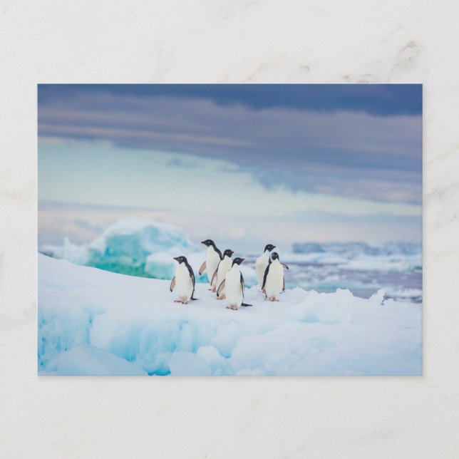 Postal Hielo y nieve | Adelie Penguins Antártida (Anverso)