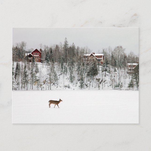 Postal Hielo y Nieve | Ciervo en la Nieve Quebec, Canadá (Anverso)