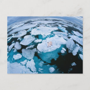 Postal Hielo y nieve   Oso Polar, Océano Ártico, Svalbard