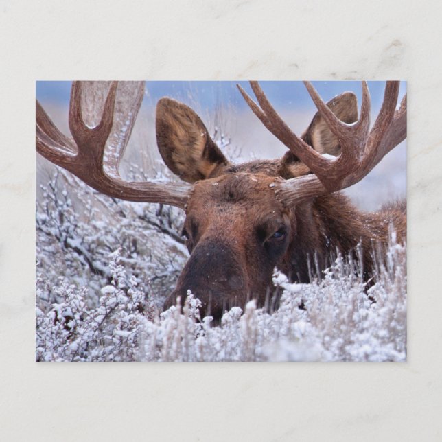 Postal Hielo y nieve | Parque Nacional Grand Teton, Wyomi (Anverso)