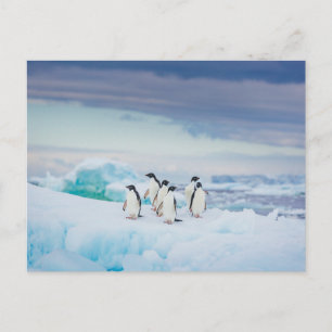 Postal Hielo y Nieve   Pingüinos Adelie Antártida