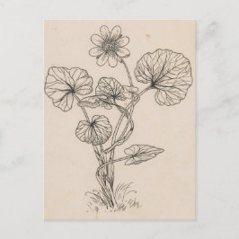 Postal Hierba de cuchara  por Willem Wenckebach
