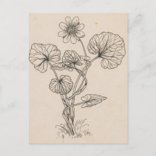 Postal Hierba de cuchara por Willem Wenckebach