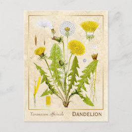 Postal Hierba de la cosecha Vintage Dandelion Flor Botáni