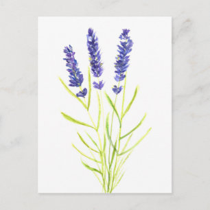 Postal Hierba de lavanda Flores de lavanda acuarela