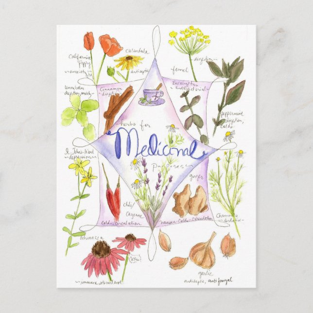 Postal Hierba medicinal Echinacea Adormidera de ajo (Anverso)