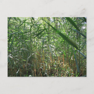 Postal hierba pantanosa