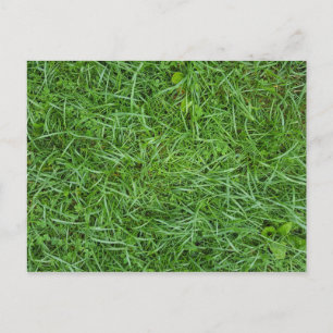 Postal Hierba Verde