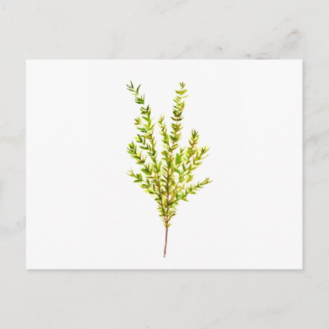 Postal Hierbas aromáticas (Anverso)