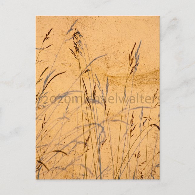 Postal Hierbas de Verano y Sombras (Anverso)