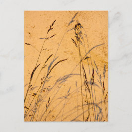 Postal Hierbas de Verano y Sombras