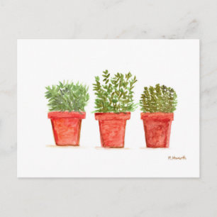 Postal Hierbas menta de romero timo