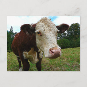 Postal High Def Hereford